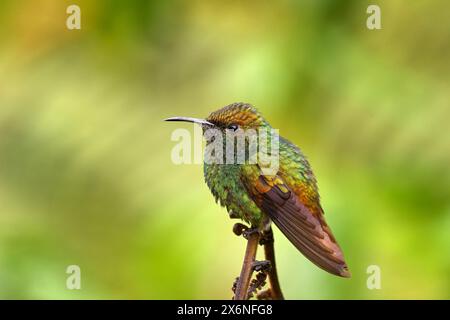 Smeraldo dalla testa di rame, Microchera cupreiceps, piccolo colibrì endemico in Costa Rica. Tinny Bird nell'habitat naturale della foresta. Uccelli nella foresta, Foto Stock