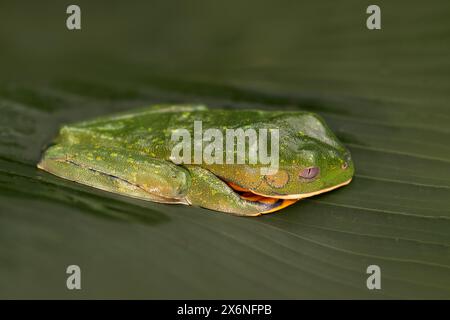 Rana dagli occhi dorati, calcarifera Cruziohyla, rana verde gialla seduta sulle foglie nell'habitat naturale di Corcovado, Costa Rica. Anfibio da t Foto Stock