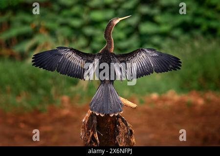 Uccello che si asciuga sopra il fiume. Anhinga, uccello d'acqua nell'habitat naturale del fiume. Uccello d'acqua dal Costa Rica. Uccello con collo lungo e conto. Anhinga sittin Foto Stock