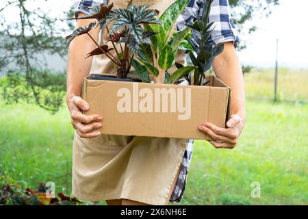 Il fiorista confeziona le piante in vaso in una scatola per la consegna all'acquirente. Vendita, spedizione sicura di piante dal magazzino, pacco. Negozio di fiori, casa piccola Foto Stock