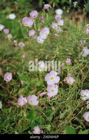 Oenothera speciosa, Primrose rosa in fiore nei giorni estivi Foto Stock