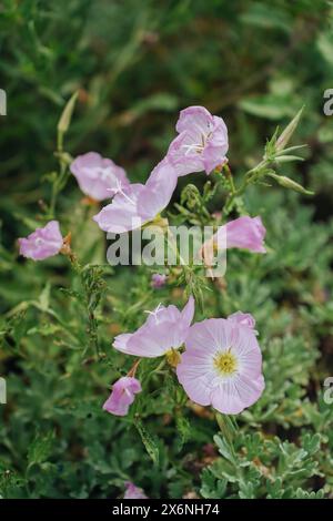 Oenothera speciosa, Primrose rosa in fiore nei giorni estivi Foto Stock
