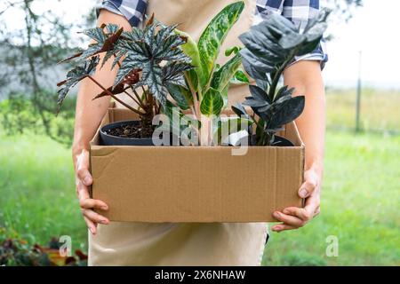 Il fiorista confeziona le piante in vaso in una scatola per la consegna all'acquirente. Vendita, spedizione sicura di piante dal magazzino, pacco. Negozio di fiori, casa piccola Foto Stock