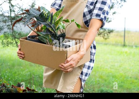 Il fiorista confeziona le piante in vaso in una scatola per la consegna all'acquirente. Vendita, spedizione sicura di piante dal magazzino, pacco. Negozio di fiori, casa piccola Foto Stock