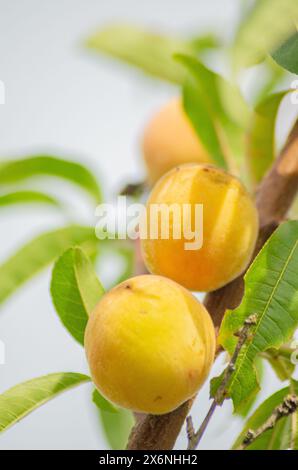 pesche che maturano sul ramo dell'albero Foto Stock