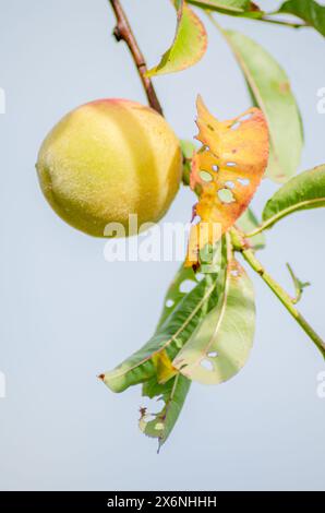 Frutti di pesca non maturi che crescono su un ramo di pesca Foto Stock