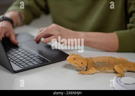 Vista ad angolo alto dell'iguana gialla di animali domestici seduti sulla scrivania con un uomo irriconoscibile che utilizza spazio per le copie del computer portatile Foto Stock