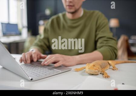 Primo piano di iguana gialla che siede sulla scrivania nell'ufficio in cui sono ammessi gli animali domestici con un uomo irriconoscibile che utilizza uno spazio per le copie del computer portatile Foto Stock