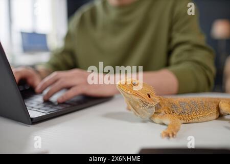 Vista laterale ravvicinata dell'iguana gialla per animali domestici, seduta sulla scrivania con spazio per le copie da uomo irriconoscibile Foto Stock