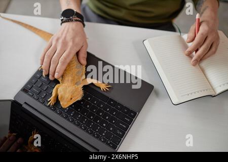 Vista dall'alto di un uomo irriconoscibile che accarezza l'iguana seduto sulla tastiera del notebook mentre lavora da uno spazio di copia domestico Foto Stock