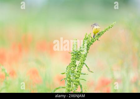 Tempo di nidificazione, ritratto della coda di cavallo gialla occidentale (Motacilla flava) Foto Stock