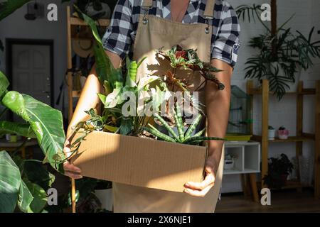 Il fiorista confeziona le piante in vaso in una scatola per la consegna all'acquirente. Vendita, spedizione sicura di piante dal magazzino, pacco. Negozio di fiori, casa Foto Stock