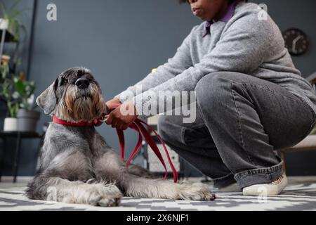 Vista laterale del primo piano di Black Woman che si aggancia al piombo e al collare del cane schnauzer che si prepara a fare una copia dello spazio Foto Stock