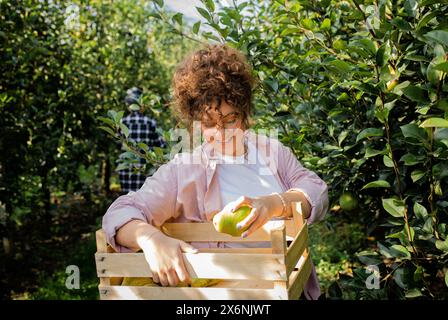 Giovane agricoltore che lavora in un frutteto di pere. Foto Stock