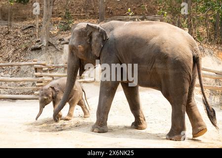 Due elefanti che camminano insieme all'aperto. madre grande e piccola e il suo elefante bambino che gioca Foto Stock