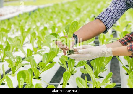 coltivatore a mano che tiene in mano la pianta verde del bambino fresca in un vivaio di piante idroponiche, un moderno concetto di business dell'agricoltura ecologica pulita Foto Stock