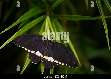 Papilio polytes, il mormone comune, insetto sui fiori fioriscono nell'habitat naturale. una farfalla dentro . Natura selvaggia. Farfalla tropicale nella giungla Foto Stock