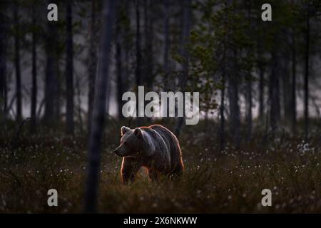 Notte a taiga Bear nascosto nella foresta gialla. Alberi autunnali con orso. Bellissimo orso bruno che cammina intorno al lago, colori autunnali. Grande animale pericoloso in Persiano Foto Stock