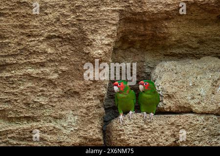 Pappagallo mitrato, Psittacara mitratus, pappagallo verde rosso nel nido di buchi di argilla nel suo habitat naturale. Conure ad angolo di uccelli nell'habitat naturale, Wildlif Foto Stock