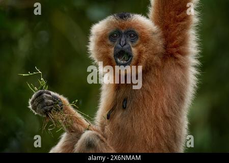 Gibbone dalle guance gialle, Nomascus gabriellae, con cibo da erba, scimmia arancione sull'albero. Gibbon nell'habitat naturale. Scimmia dalla Cambogia, dal Laos, dai Viet Foto Stock