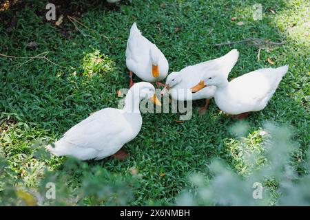 gruppo di anatre nel giardino, graziose anatre uccelli acquatici sul campo di erba verde vista dall'alto Foto Stock