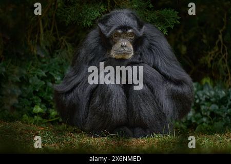 Siamang, Symphalangus syndactylus, grande scimmia nera nell'habitat naturale, vegetazione della foresta di avidità scura. Siamang dalla Malesia e dall'Indonesia in Foto Stock