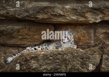 Il leopardo delle nevi Panthera uncia nell'habitat roccioso e nella natura selvaggia. Leopardo delle nevi con bocca aperta e denti, seduto nella roccia naturale Foto Stock