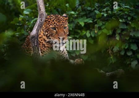 Leopardo di Giava, Panthera pardus melas, gatto selvatico all'isola indonesiana di Giava. Ritratto di leopardo nascosto nell'habitat naturale, gatto nel veget verde Foto Stock