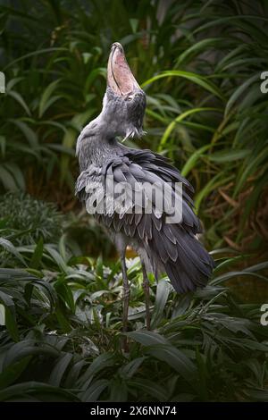 Fauna selvatica ugandese. Shoebill, Balaeniceps rex, nascosto nella vegetazione verde. Ritratto di un grande uccello dal becco, palude verde. Birdwatching in Africa. Mystic b Foto Stock