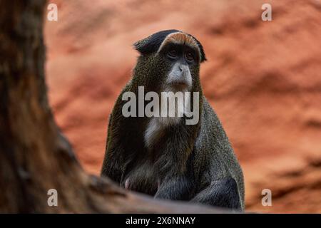 La scimmia di De Brazza, Cercopithecus neglectus, seduta su un ramo d'albero nell'oscura foresta tropicale. Ritratto di dettaglio di un mammifero carino, Congo in Africa. Essere bianco Foto Stock