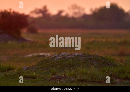 Carino cucciolo di sciacallo perso a savannah. Alba arancione mattutina nel delta dell'Okavango, Botswana in Africa. Comportamento dello sciacallo con retro nero. Fauna selvatica Foto Stock