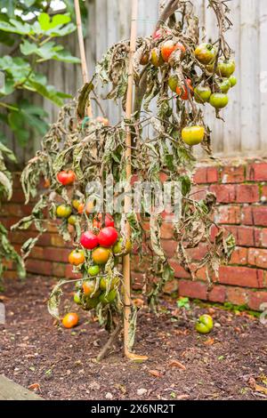 Piante di pomodoro della vite avvizzite con malattia maligna che cresce in un giardino del Regno Unito Foto Stock