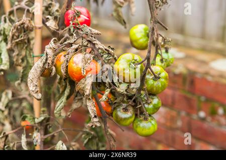 Problemi di pomodoro. Primo piano della piaga del pomodoro, (phytophthora infestans), piante con foglie selvagge Foto Stock
