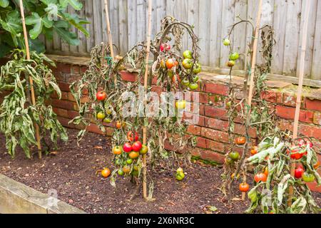 Piante di pomodoro della vite avvizzite con malattia maligna che cresce in un giardino del Regno Unito Foto Stock