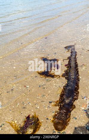 Alghe di zucchero o Saccharina latissima lavate sulla spiaggia di Seapark County Down Northern Ireland noto anche come Devils Apron Foto Stock