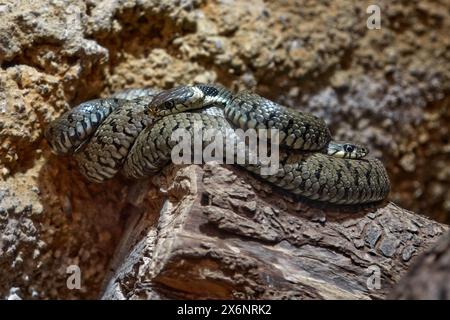 Serpente d'erba, Natrix Natrix, potrait ravvicinato nell'habitat naturale. Viper a Sumava NP, Repubblica Ceca in Europa. Natura selvaggia. Foto Stock