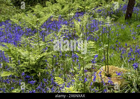 Colby Woodland Garden, Pembrokeshire, Galles del Sud, Galles, Regno Unito Foto Stock