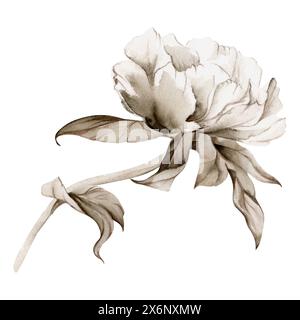 Bouquet monocromatico grisaille di acquerello disegnato a mano con peonia, tulipano, fiori di rosa, boccioli e foglie. Isolato su sfondo bianco. Inviti Foto Stock