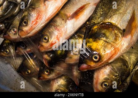 A Jatrabari, Dacca, Bangladesh, i venditori si affollano di attività, vendendo pesce nel vivace mercato del pesce all'ingrosso la mattina presto. Questa immagine era maiuscola Foto Stock