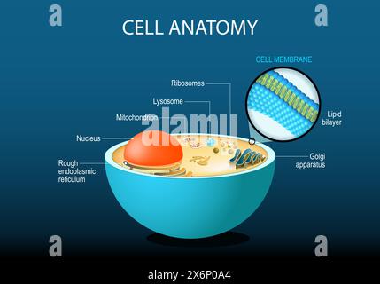 Anatomia cellulare. Struttura cellulare e organelli Nucleo, ribosomi, reticolo endoplasmatico, apparato Golgi, mitocondri, citoplasma, lisosoma. Primo piano o Illustrazione Vettoriale