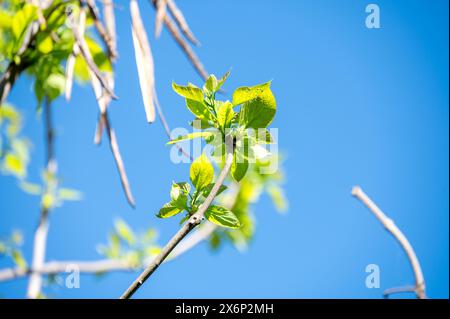Primo piano di foglie verdi fresche in erba su un giovane ramoscello, evidenziato su un cielo azzurro nitido e limpido in una giornata di sole. Segnala l'arrivo della molla con Foto Stock