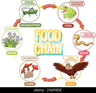 Illustrazione di un ciclo della catena alimentare Illustrazione Vettoriale