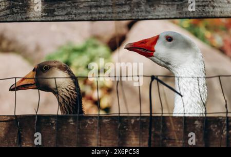 Oche in un'azienda agricola nel nord Italia Foto Stock