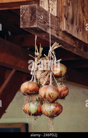 Mazzo di cipolle in un'azienda agricola nel nord Italia Foto Stock