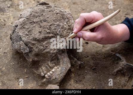 Nauendorf, Germania. 16 maggio 2024. Melanie Weber-Walpuski, un'archeologa dell'Ufficio statale Sassonia-Anhalt per la conservazione dei monumenti e l'archeologia, sta lavorando su uno scheletro in un campo vicino a Nauendorf vicino a Halle. L'uomo e' stato trovato in una posizione accovacciata e sdraiato sul lato destro. Il corpo fu sepolto in una pianta trapezoidale di un precedente edificio mortuario. Gli archeologi hanno trovato due di queste capanne mortuarie risalenti a 6000 anni fa qui. I tumuli funerari appartengono alla cultura di Baalberg. Crediti: Hendrik Schmidt/dpa/Alamy Live News Foto Stock