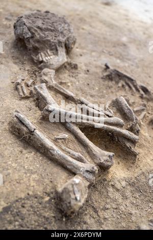 Nauendorf, Germania. 16 maggio 2024. Uno scheletro del Neolitico medio si trova in un campo vicino a Nauendorf vicino a Halle. L'umano e' stato trovato in una posizione accovacciata e disteso sul lato destro. Il corpo è sepolto in una pianta trapezoidale di una precedente struttura mortuaria. Gli archeologi dell'Ufficio di Stato Sassonia-Anhalt per la conservazione dei monumenti e dell'archeologia hanno trovato due di queste capanne mortuarie risalenti a 6000 anni fa qui. I tumuli funerari appartengono alla cultura di Baalberg. Crediti: Hendrik Schmidt/dpa/Alamy Live News Foto Stock