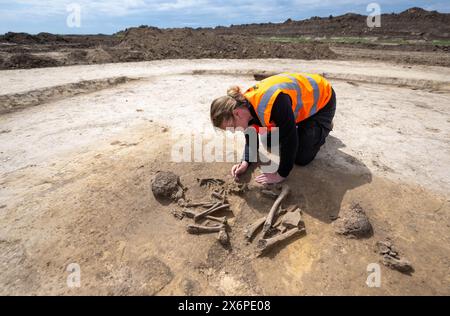 Nauendorf, Germania. 16 maggio 2024. Melanie Weber-Walpuski, un'archeologa dell'Ufficio statale Sassonia-Anhalt per la conservazione dei monumenti e l'archeologia, sta lavorando su uno scheletro in un campo vicino a Nauendorf vicino a Halle. L'uomo e' stato trovato in una posizione accovacciata e sdraiato sul lato destro. Il corpo fu sepolto in una pianta trapezoidale di un precedente edificio mortuario. Gli archeologi hanno trovato due di queste capanne mortuarie risalenti a 6000 anni fa qui. I tumuli funerari appartengono alla cultura di Baalberg. Crediti: Hendrik Schmidt/dpa/Alamy Live News Foto Stock