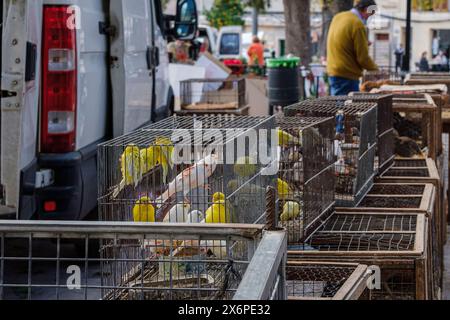 Gabbia con canari in vendita, mercato settimanale, Sineu, Maiorca, Isole Baleari, Spagna. Foto Stock