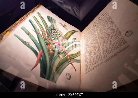 Maria Sibylla Merian, dissertation sur la Generation et les Transformations des Inectes de Surinam, la Haya, 1726,. intaglio e incisione ad acquerello su carta, universidad complutense de Madrid. Foto Stock