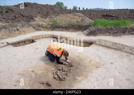 Nauendorf, Germania. 16 maggio 2024. Melanie Weber-Walpuski, un'archeologa dell'Ufficio statale Sassonia-Anhalt per la conservazione dei monumenti e l'archeologia, sta lavorando su uno scheletro in un campo vicino a Nauendorf vicino a Halle. L'uomo e' stato trovato in una posizione accovacciata e sdraiato sul lato destro. Il corpo fu sepolto in una pianta trapezoidale di un precedente edificio mortuario. Gli archeologi hanno trovato due di queste capanne mortuarie risalenti a 6000 anni fa qui. I tumuli funerari appartengono alla cultura di Baalberg. Crediti: Hendrik Schmidt/dpa/Alamy Live News Foto Stock